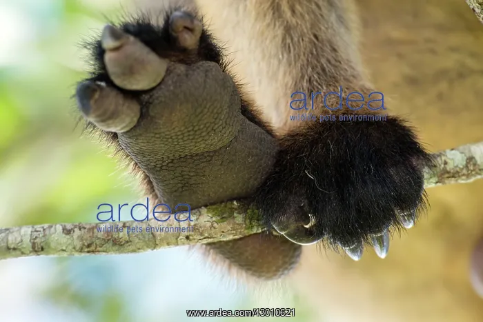 : Lumholtz's Tree Kangaroo : Lumholtz's Tree Kangaroo