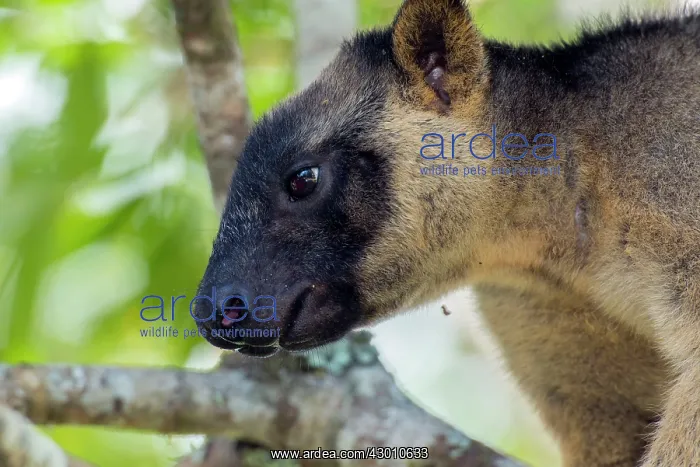 : Lumholtz's Tree Kangaroo : Lumholtz's Tree Kangaroo