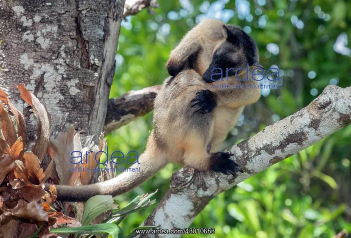  : Lumholtz's Tree Kangaroo