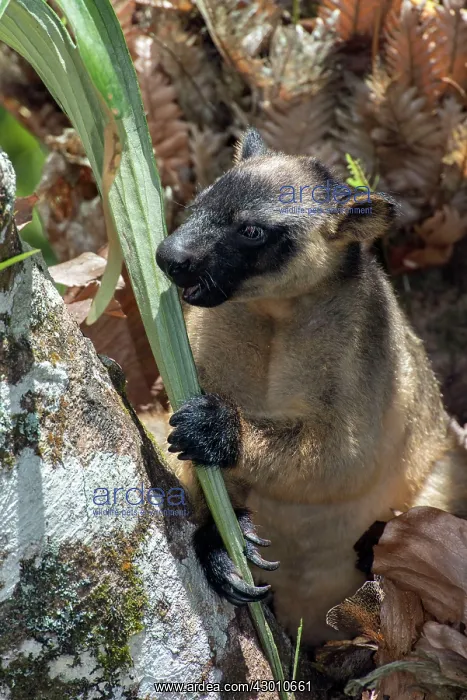 : Lumholtz's Tree Kangaroo : Lumholtz's Tree Kangaroo