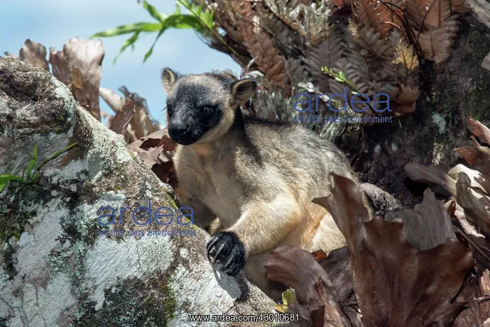 : Lumholtz's Tree Kangaroo : Lumholtz's Tree Kangaroo