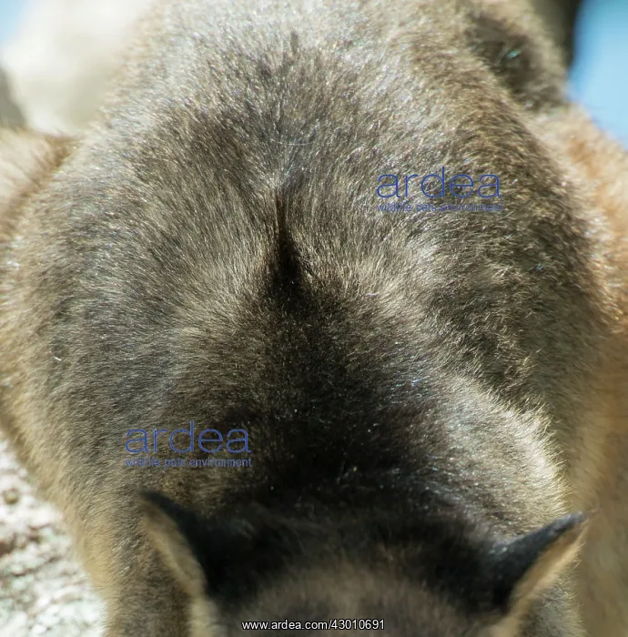 : Lumholtz's Tree Kangaroo : Lumholtz's Tree Kangaroo