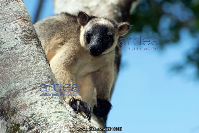 : Lumholtz's Tree Kangaroo : Lumholtz's Tree Kangaroo