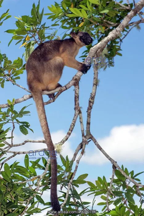 : Lumholtz's Tree Kangaroo : Lumholtz's Tree Kangaroo