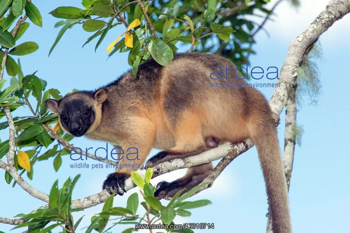 : Lumholtz's Tree Kangaroo : Lumholtz's Tree Kangaroo