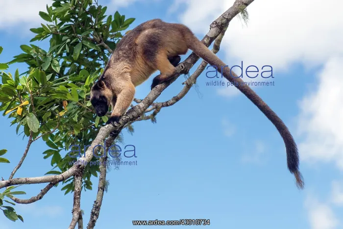 : Lumholtz's Tree Kangaroo : Lumholtz's Tree Kangaroo