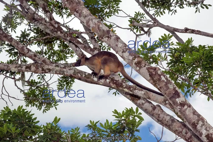  : Lumholtz's Tree Kangaroo