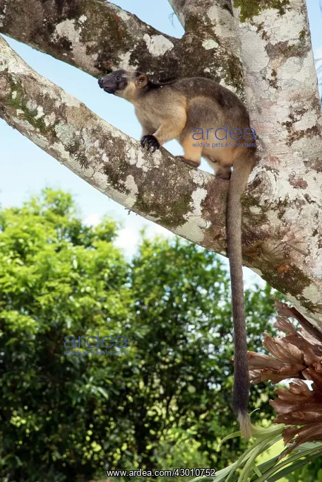 : Lumholtz's Tree Kangaroo : Lumholtz's Tree Kangaroo