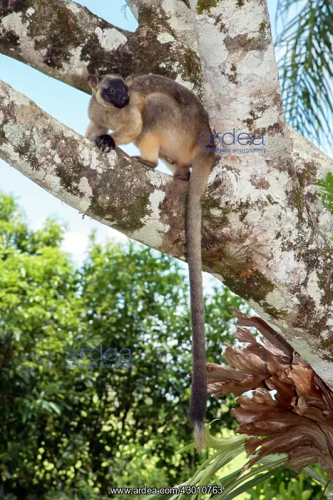 : Lumholtz's Tree Kangaroo