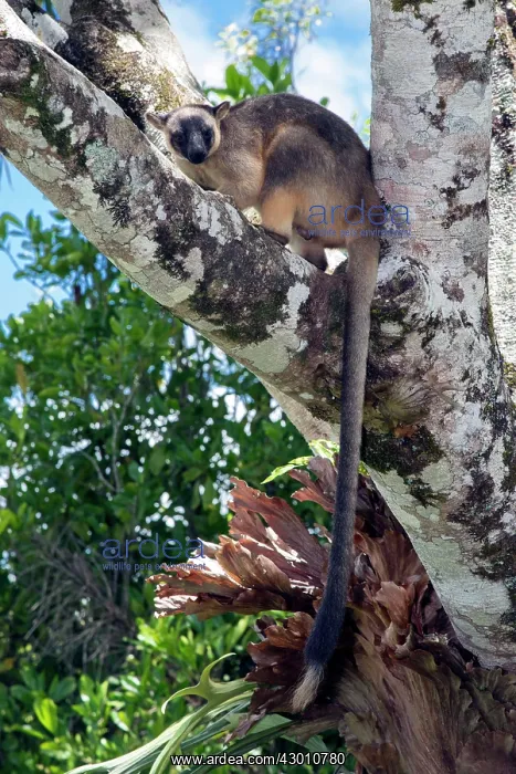 : Lumholtz's Tree Kangaroo : Lumholtz's Tree Kangaroo