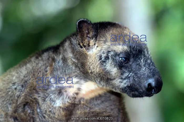 : Lumholtz's Tree Kangaroo : Lumholtz's Tree Kangaroo