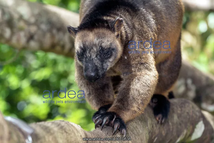 : Lumholtz's Tree Kangaroo : Lumholtz's Tree Kangaroo