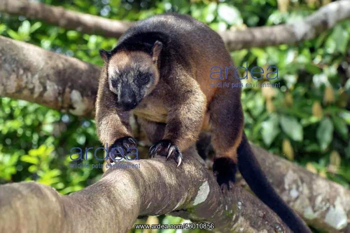 : Lumholtz's Tree Kangaroo : Lumholtz's Tree Kangaroo