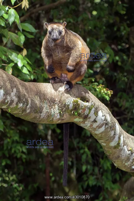 : Lumholtz's Tree Kangaroo : Lumholtz's Tree Kangaroo