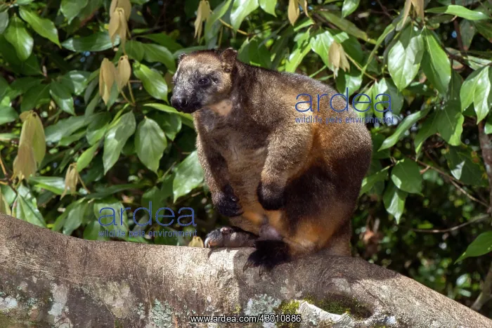 : Lumholtz's Tree Kangaroo : Lumholtz's Tree Kangaroo