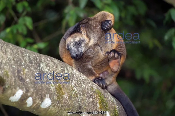 : Lumholtz's Tree Kangaroo : Lumholtz's Tree Kangaroo