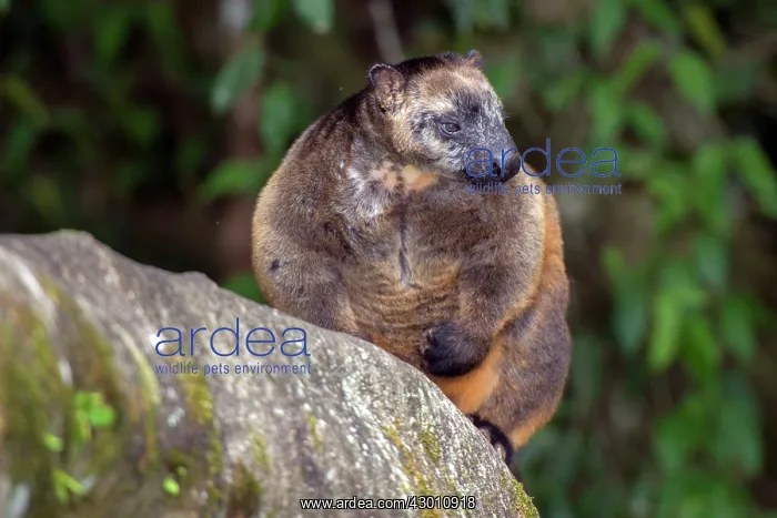 : Lumholtz's Tree Kangaroo : Lumholtz's Tree Kangaroo