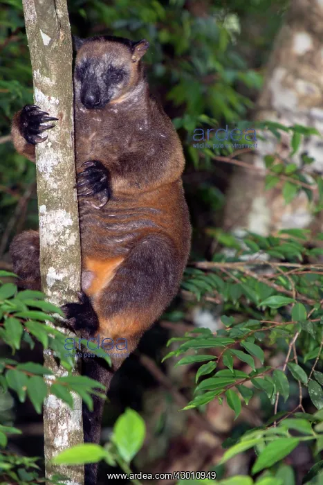 : Lumholtz's Tree Kangaroo : Lumholtz's Tree Kangaroo