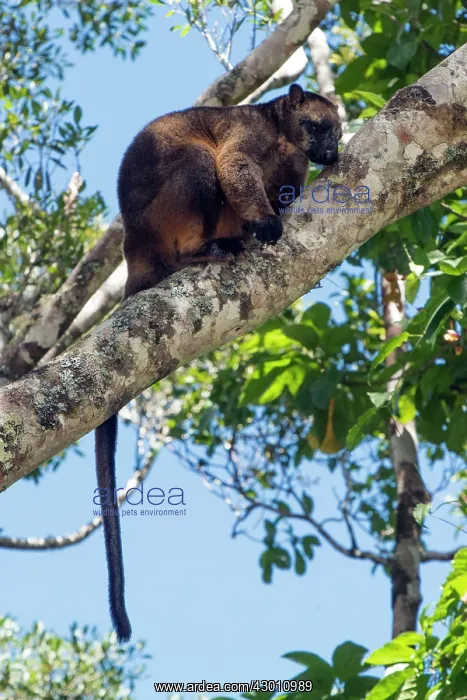 : Lumholtz's Tree Kangaroo : Lumholtz's Tree Kangaroo