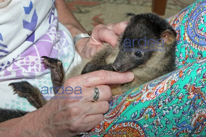 : Lumholtz's Tree-kangaroo - 9 months old female - with carer : Lumholtz's Tree-kangaroo - 9 months old female - with carer