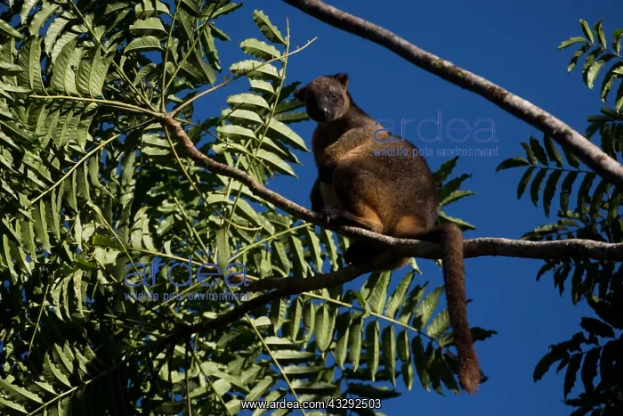 : Lumholtz's Tree Kangaroo - perched on a high branch : Lumholtz's Tree Kangaroo - perched on a high branch
