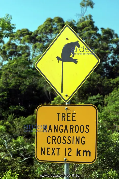 : Lumholtz's Tree Kangaroo roadside sign to prevent roadkills : Lumholtz's Tree Kangaroo roadside sign to prevent roadkills