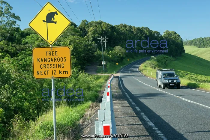 : Lumholtz's Tree Kangaroo sign to prevent roadkills : Lumholtz's Tree Kangaroo sign to prevent roadkills