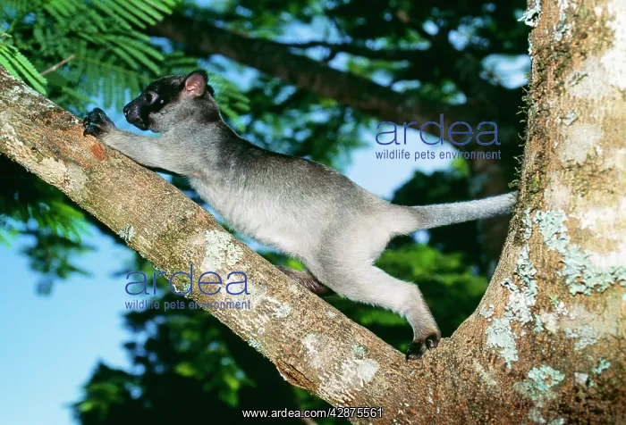 : LUMHOLTZ'S TREE KANGAROO - Young male : LUMHOLTZ'S TREE KANGAROO - Young male