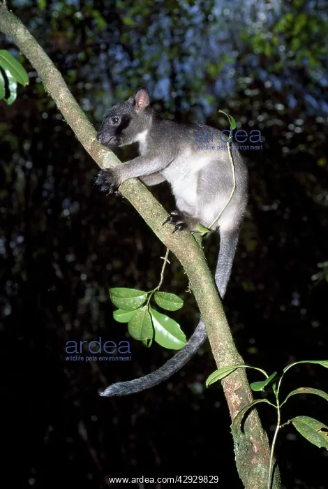 : Lumholtz's Tree Kangaroo - young male 8 months old : Lumholtz's Tree Kangaroo - young male 8 months old