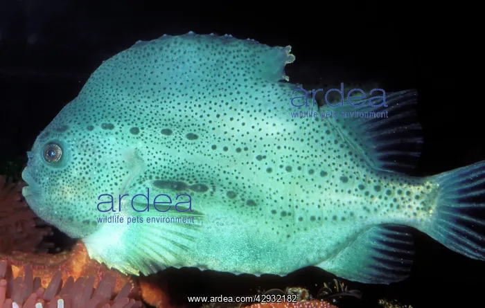 : LUMPFISH / Lumpsucker - side view : LUMPFISH / Lumpsucker - side view