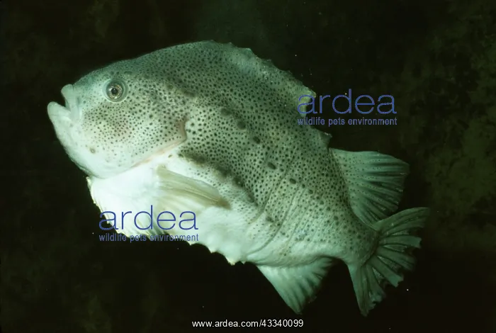  : Lumpsucker  /  Lumpfish