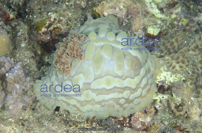: Lumpy Asteronotus Nudibranch - Night dive, Pyramids : Lumpy Asteronotus Nudibranch - Night dive, Pyramids
