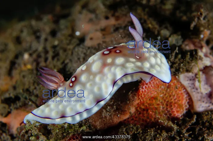: Lumpy Nudibranch : Lumpy Nudibranch