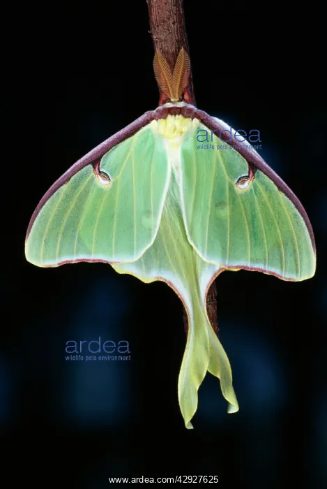 : Luna / American Moon MOTH - clearly showing wing : Luna / American Moon MOTH - clearly showing wing