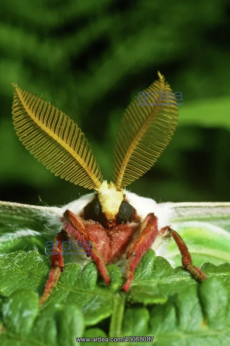 : Luna Moth. Face of a male luna moth (Actias luna) with big antennae, in Ohio : Luna Moth. Face of a male luna moth (Actias luna) with big antennae, in Ohio