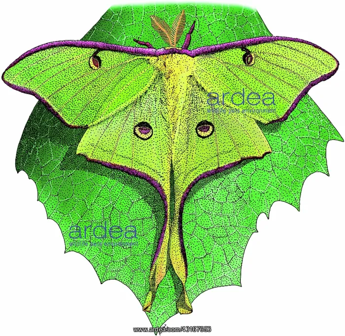  : Luna Moth. Illustration of a luna moth (Actias luna)