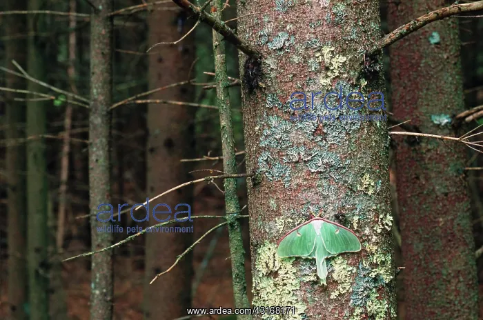 : Luna Moth. A luna moth (Actias luna) rests on a Maine tree : Luna Moth. A luna moth (Actias luna) rests on a Maine tree