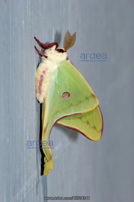 : Luna Moth (Actias luna), spring form, pumping up wings. Alma, Georgia : Luna Moth (Actias luna), spring form, pumping up wings. Alma, Georgia
