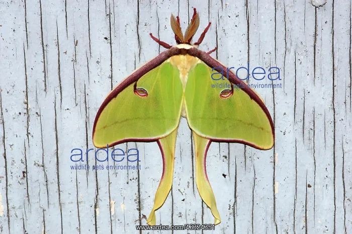 : Luna Moth (Actias luna), spring form, pumping up wings. Alma, Georgia : Luna Moth (Actias luna), spring form, pumping up wings. Alma, Georgia