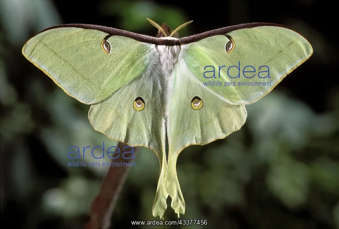 : Luna Moth, Actias luna : Luna Moth, Actias luna