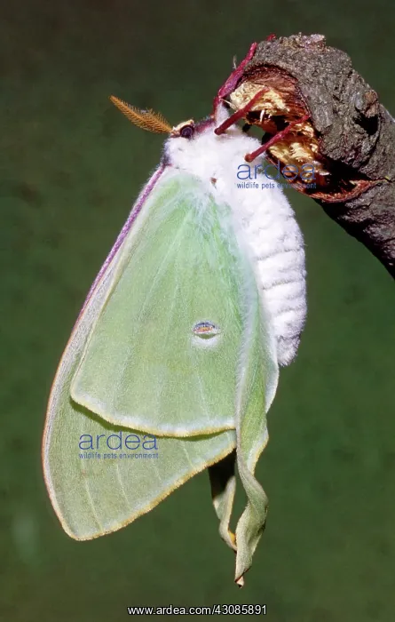 : Luna Moth (Actias luna) drying wings : Luna Moth (Actias luna) drying wings