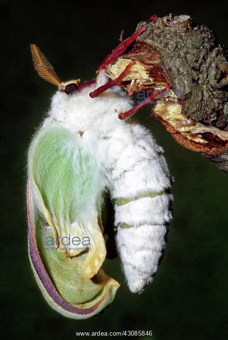 : Luna Moth (Actias luna) newly hatched : Luna Moth (Actias luna) newly hatched