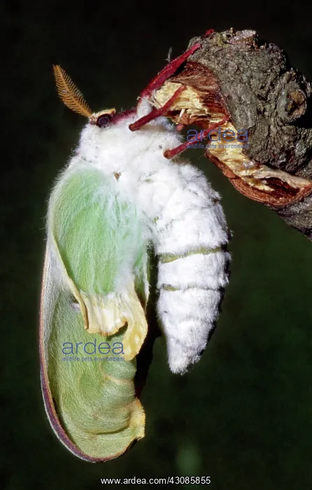 : Luna Moth (Actias luna) newly hatched : Luna Moth (Actias luna) newly hatched