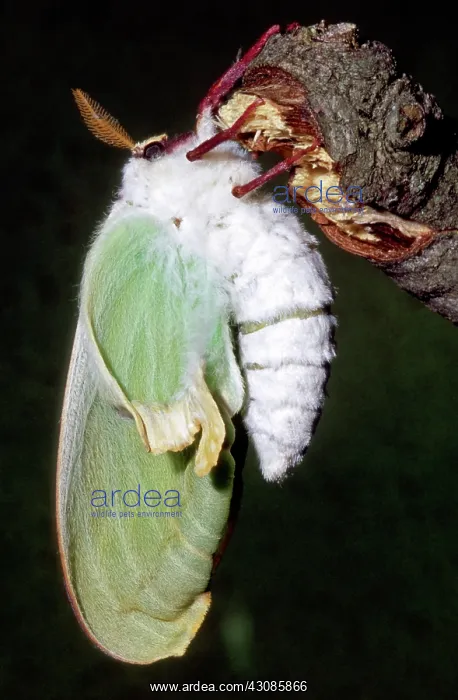 : Luna Moth (Actias luna) newly hatched : Luna Moth (Actias luna) newly hatched