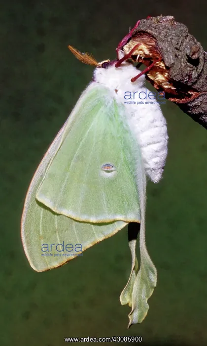 : Luna Moth (Actias luna) ready to fly : Luna Moth (Actias luna) ready to fly