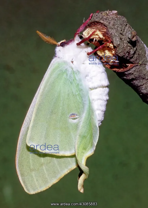 : Luna Moth (Actias luna) unfurling wings : Luna Moth (Actias luna) unfurling wings