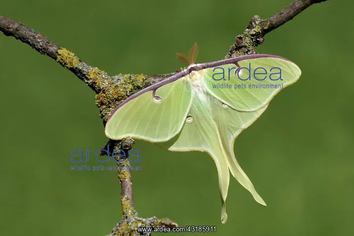 : Luna Moth - adult male from breeding stock resting : Luna Moth - adult male from breeding stock resting