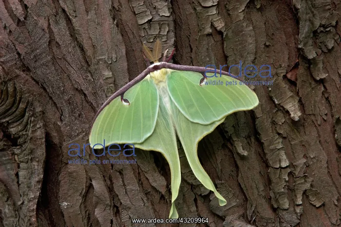 : Luna Moth - adult male from breeding stock resting : Luna Moth - adult male from breeding stock resting