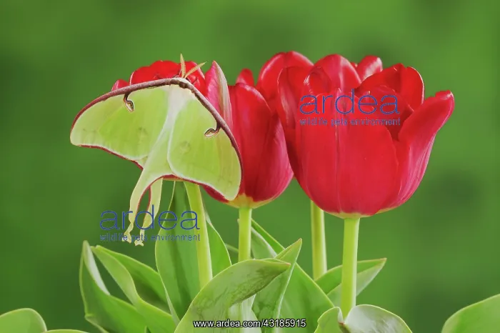 : Luna Moth - adult resting on Easter Tulips - New : Luna Moth - adult resting on Easter Tulips - New
