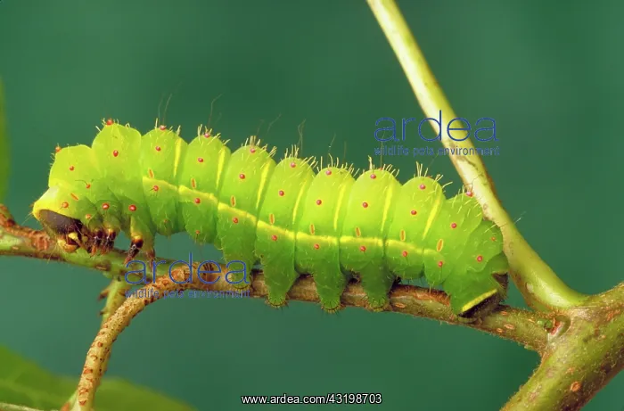 : Luna moth caterpillar : Luna moth caterpillar